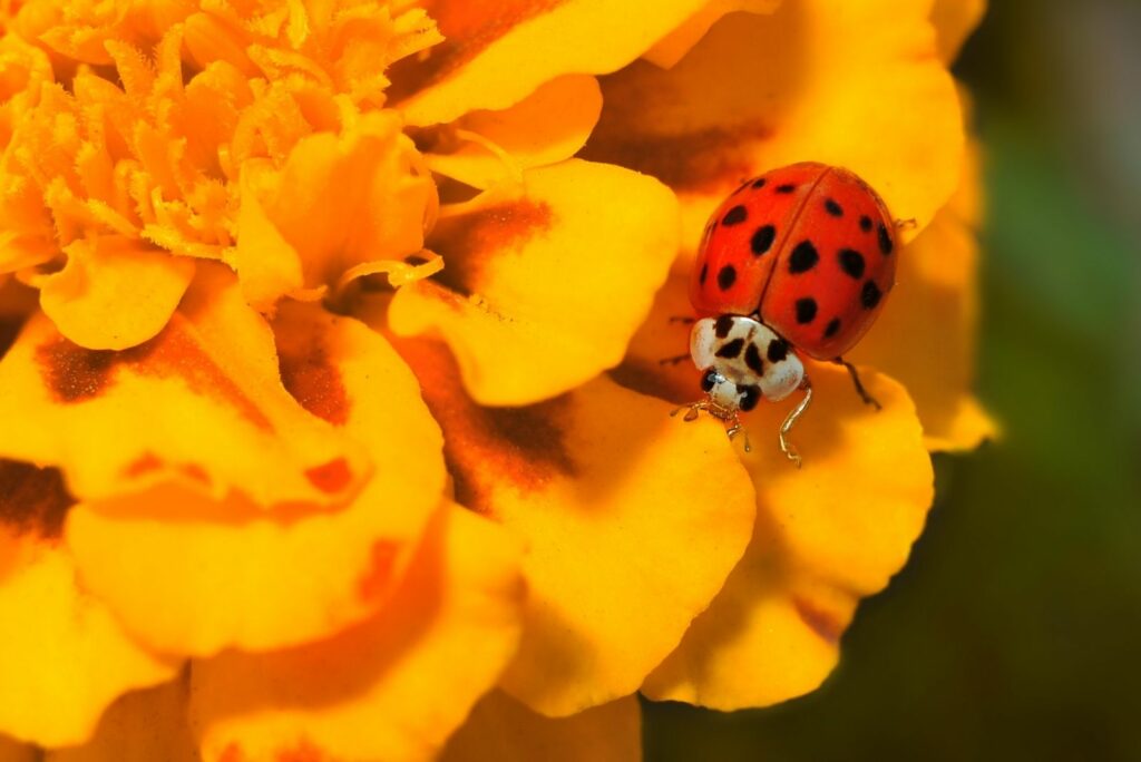 ladybug on marigold