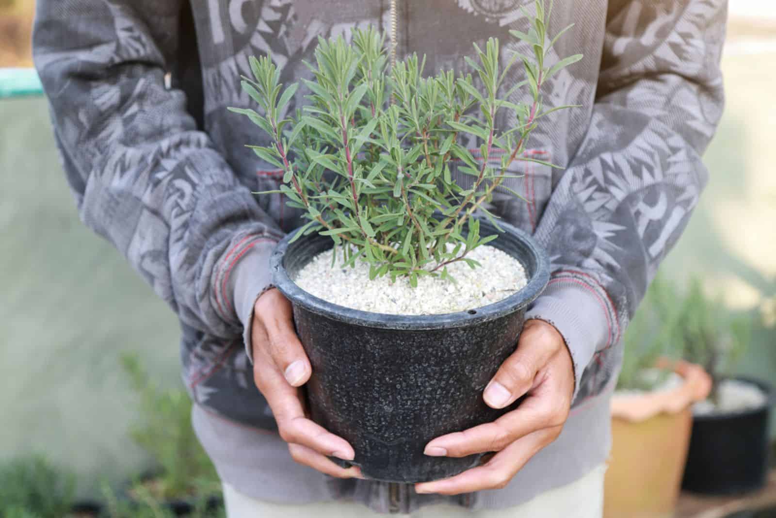 man hand holding lavender pot in herbal garden