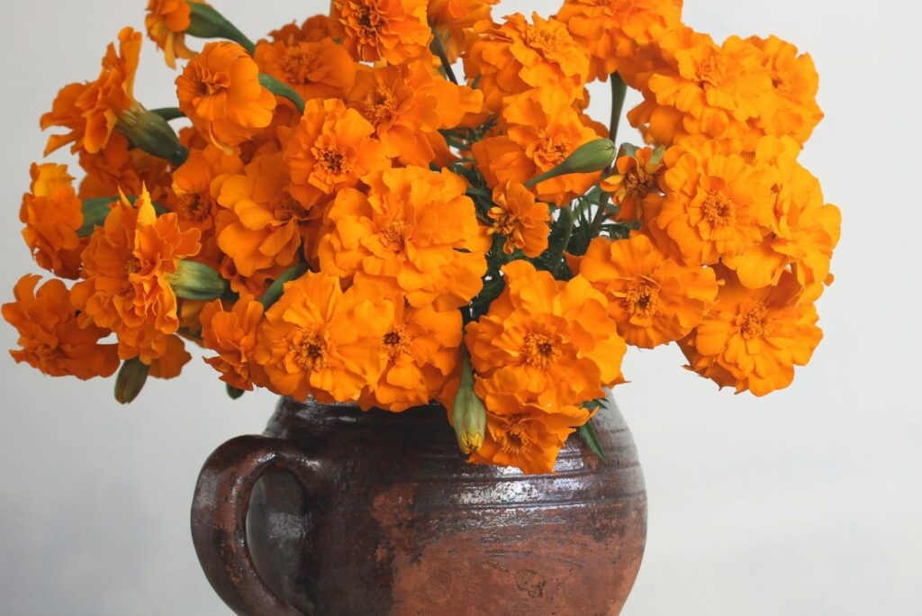 marigold in a brown cap