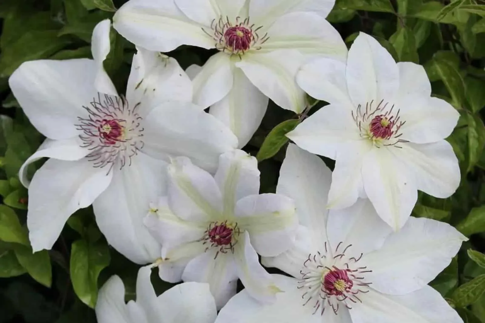 miss bateman white flowers
