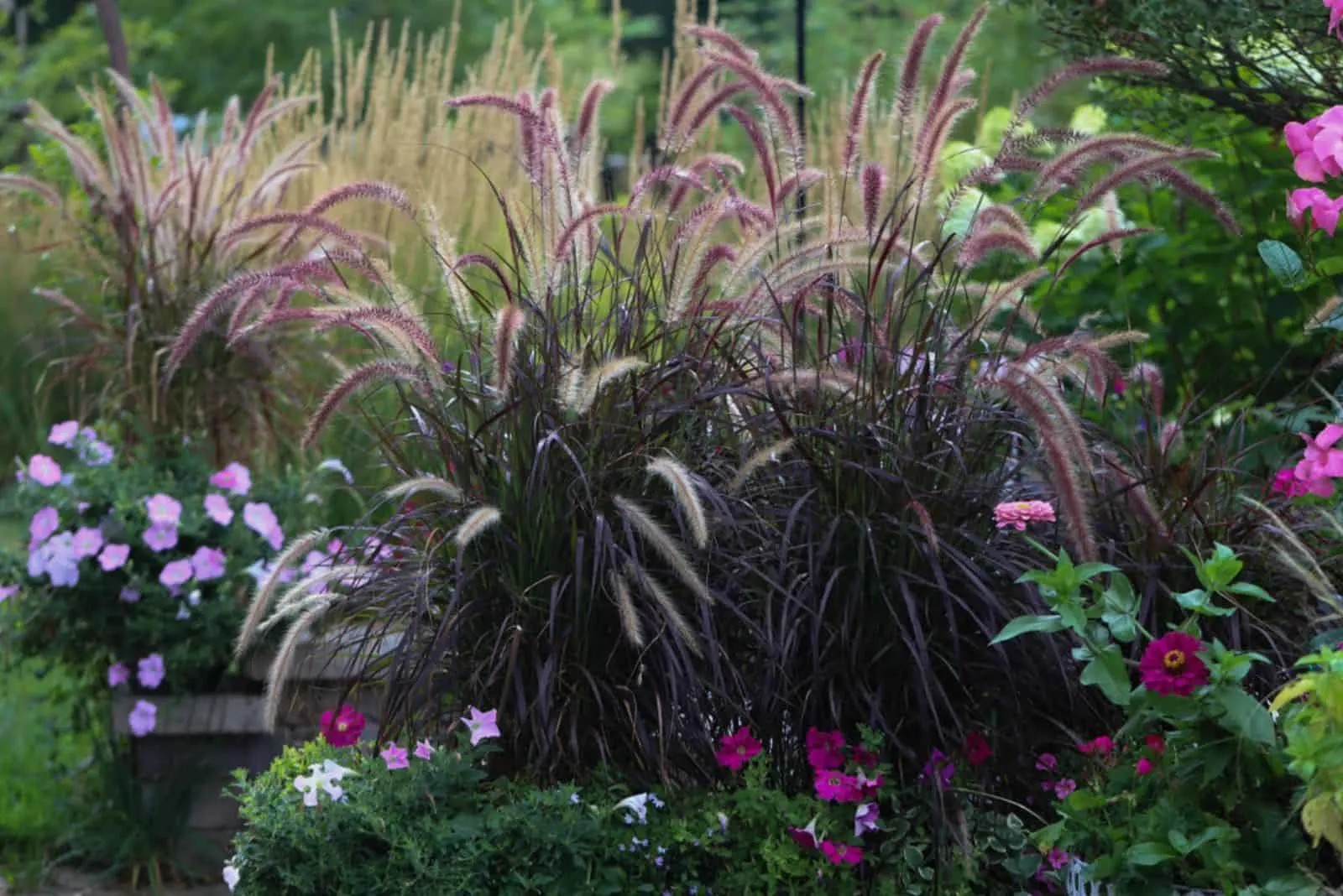 ornamental grasses surrounded with petunias