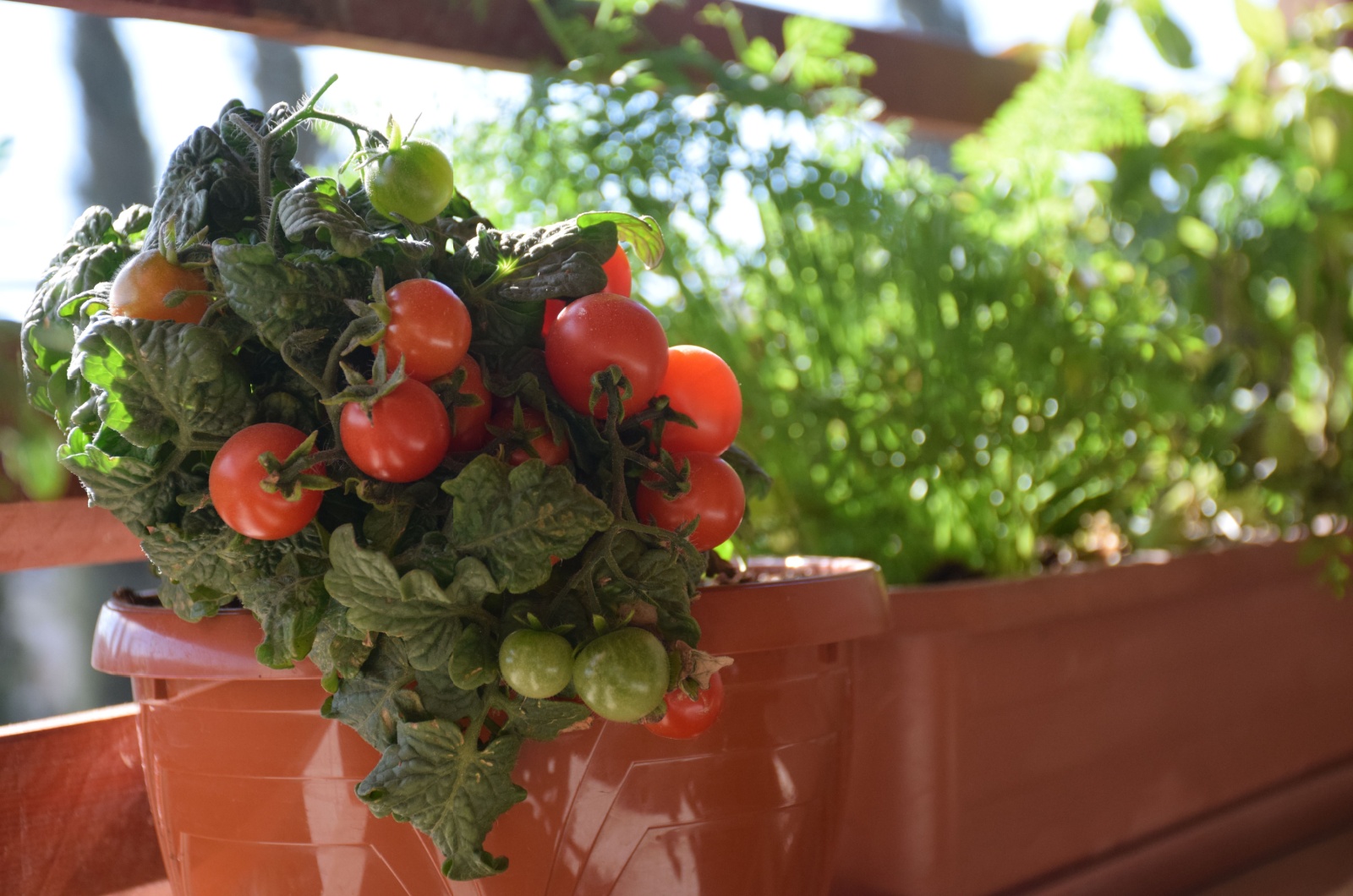 overcrowded tomatoes