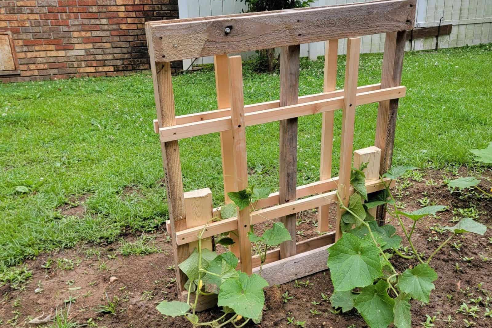 pallet for growing cucumbers