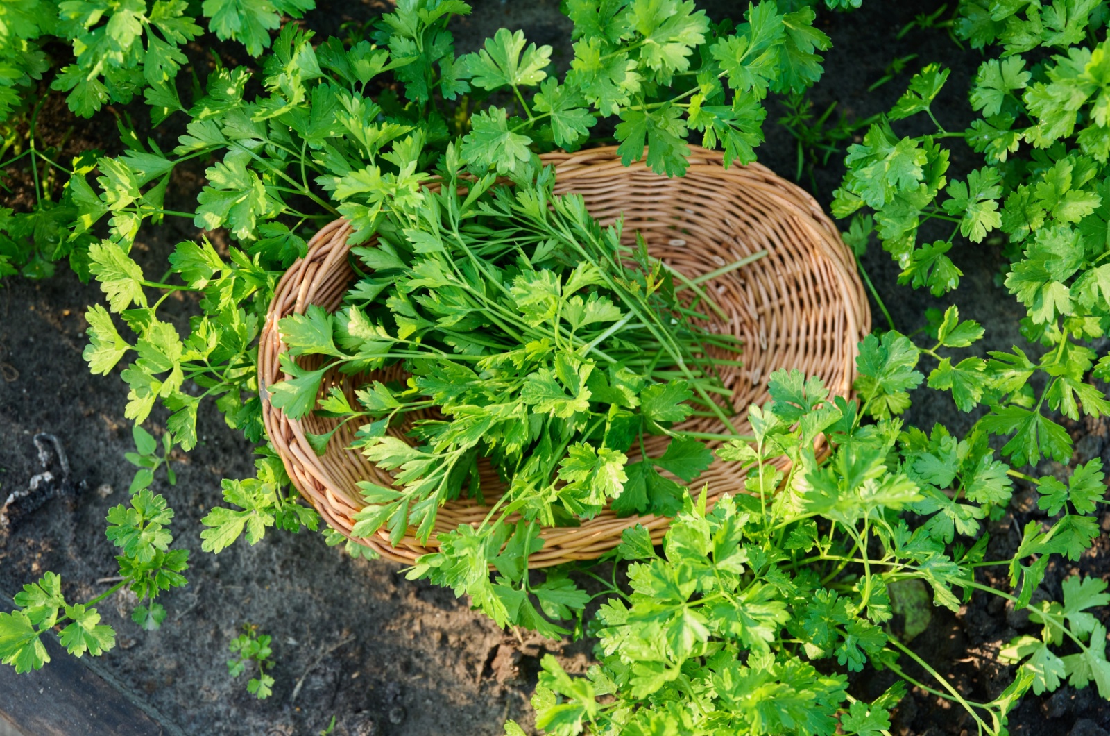 parsley in a wicker basket