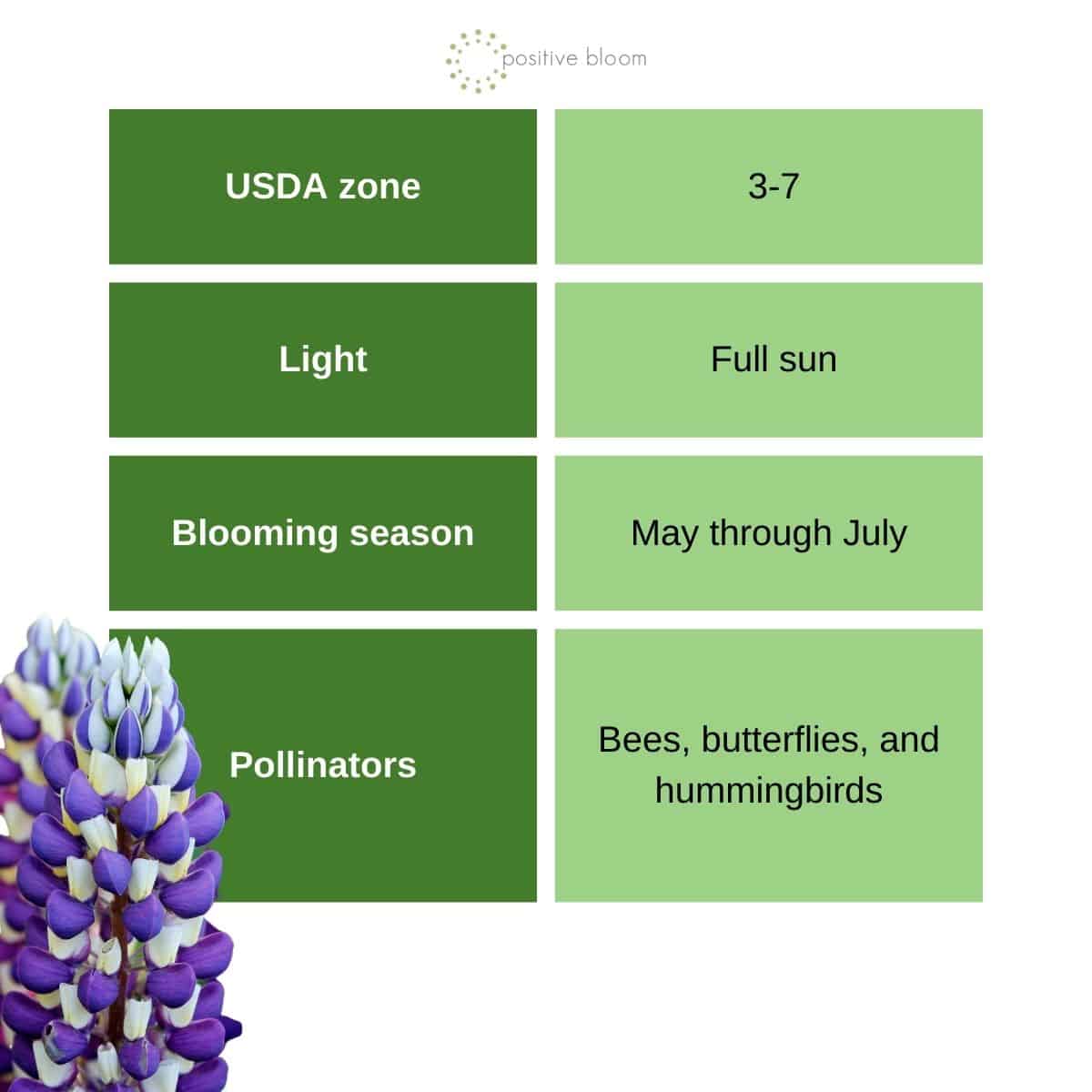 perennial lupine general info, direct sow flower seed
