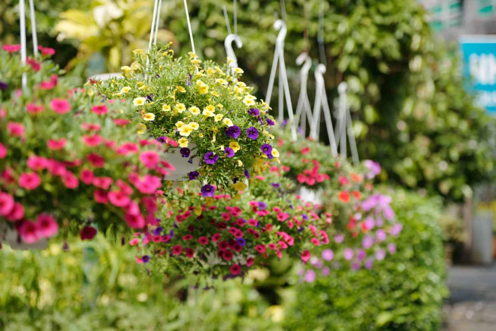 petunia flowers hanging in plastic pots