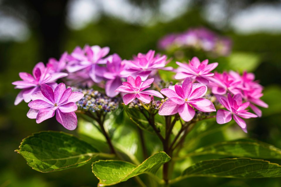 6 Gorgeous Types Of Hydrangeas For Your Garden Oasis