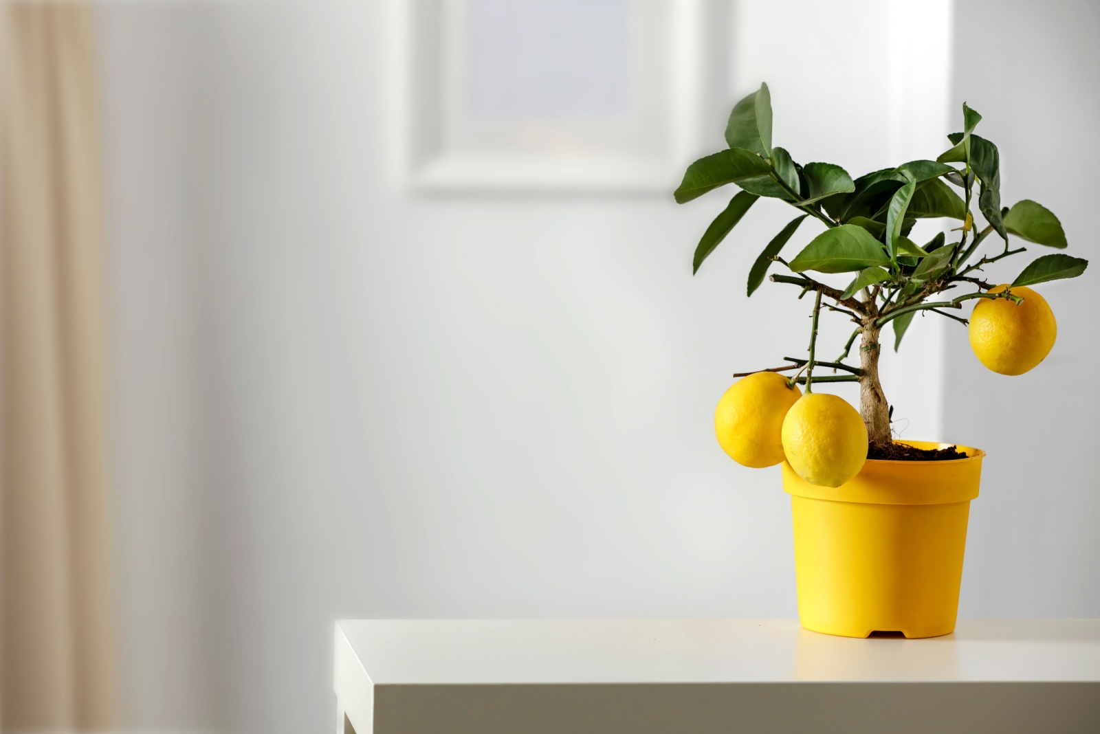 potted lemon tree