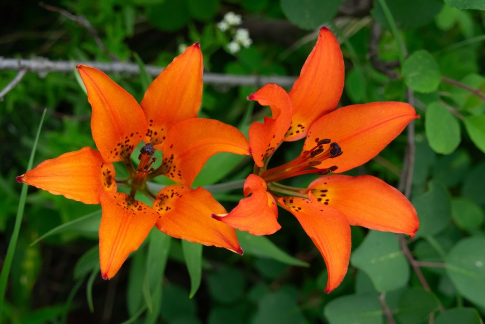 prairie lillies