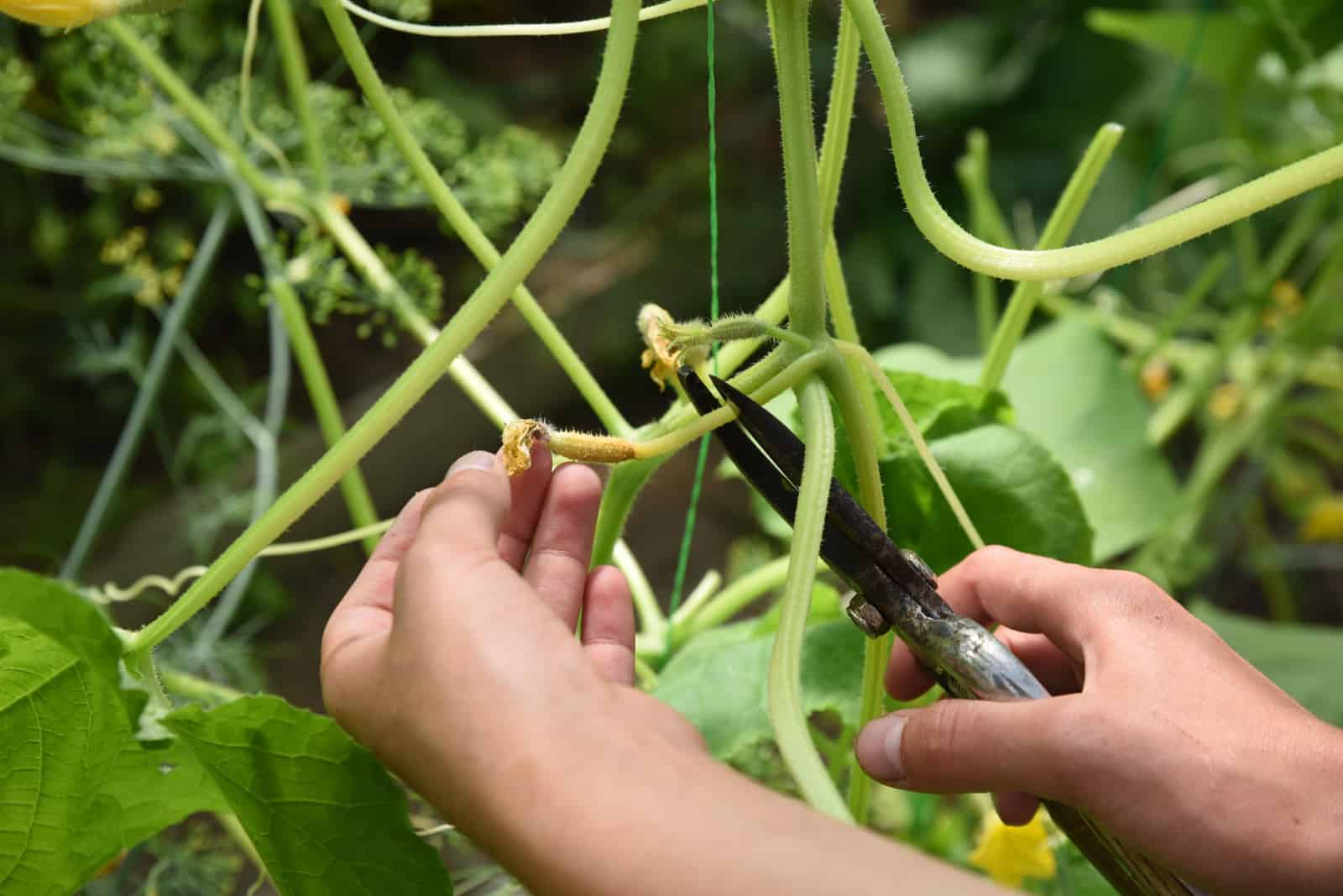 pruning a yellow cucumber with pruning shears