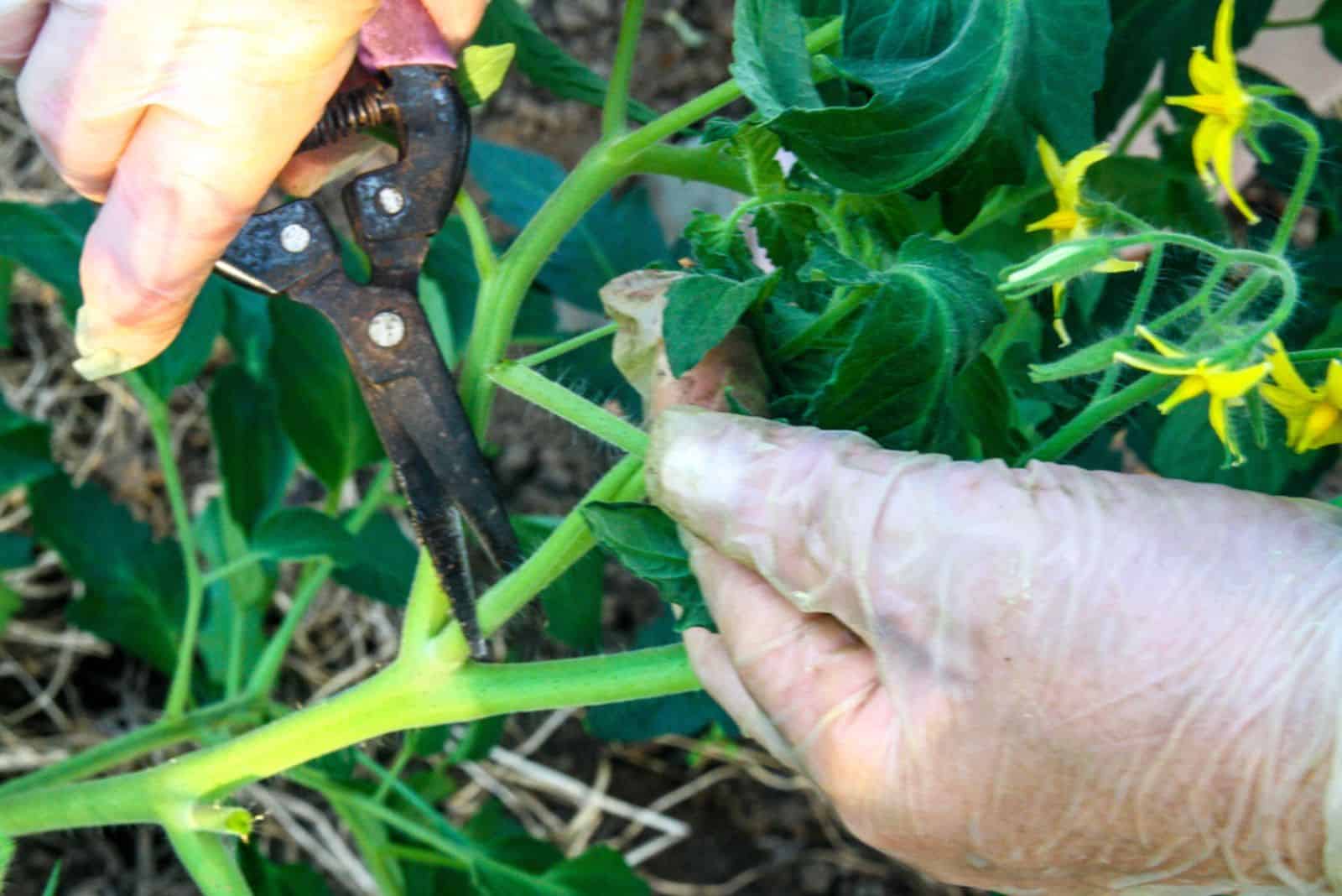 pruning of laterals from the tomato bushes