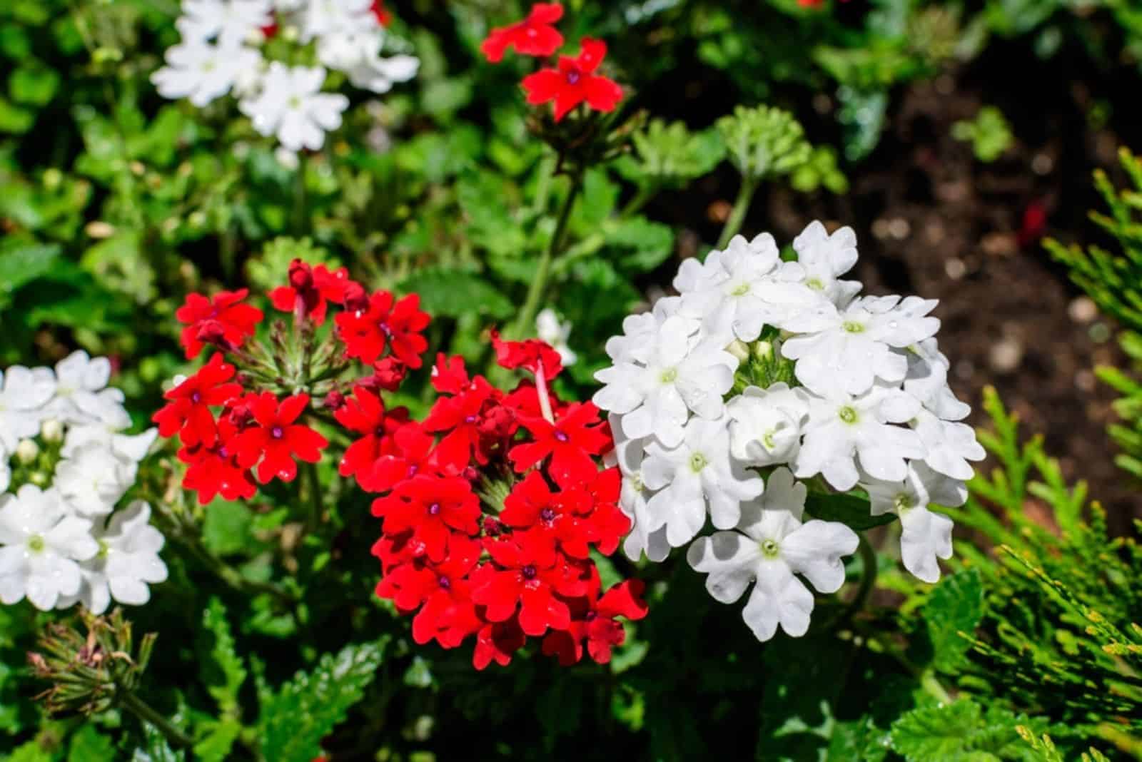 red and white Verbena flowers