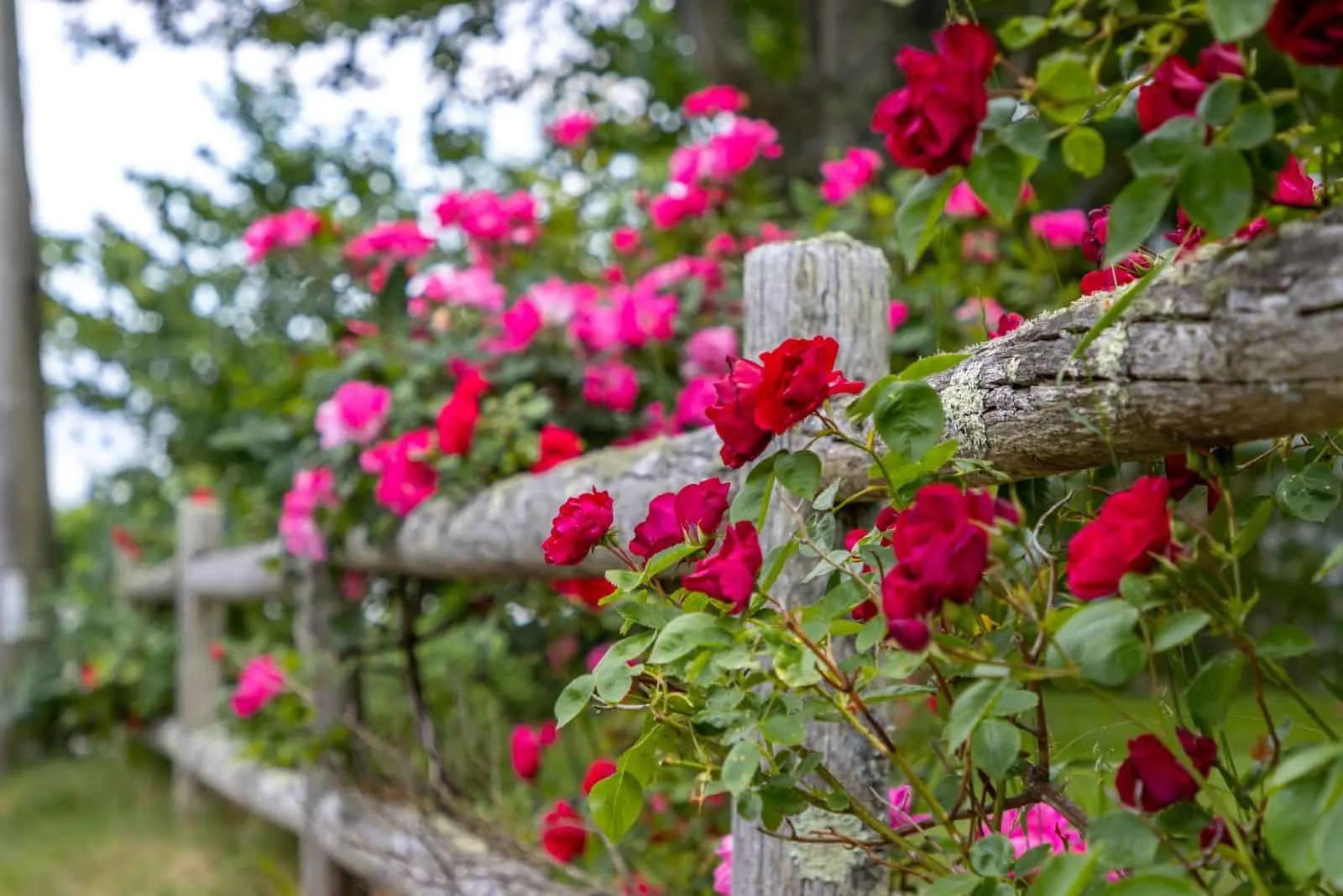 red roses by the fence
