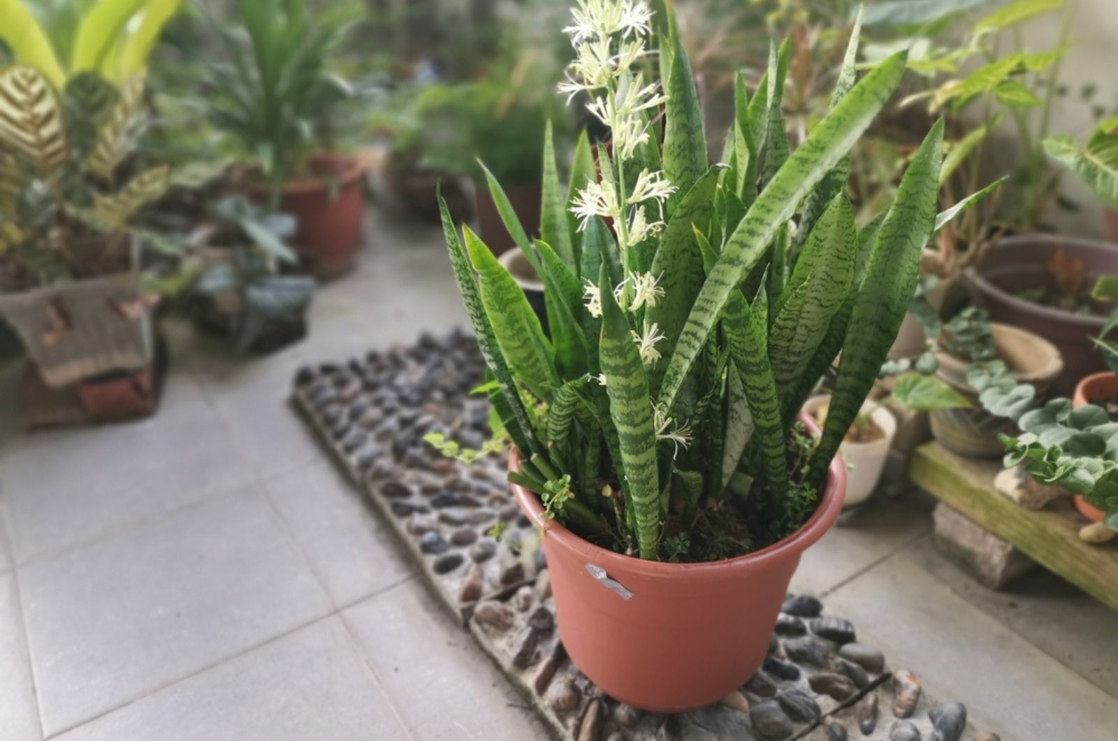 snake plant blooming