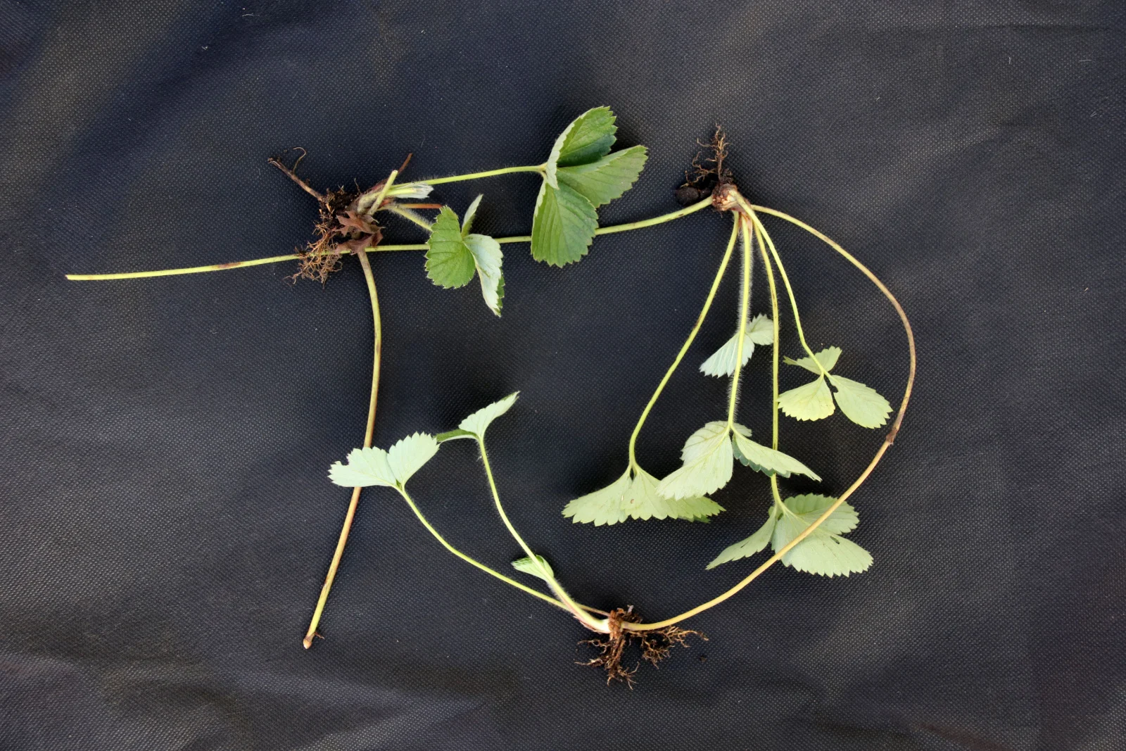 strawberry runners with developed root system prepared for a cutting off and planting