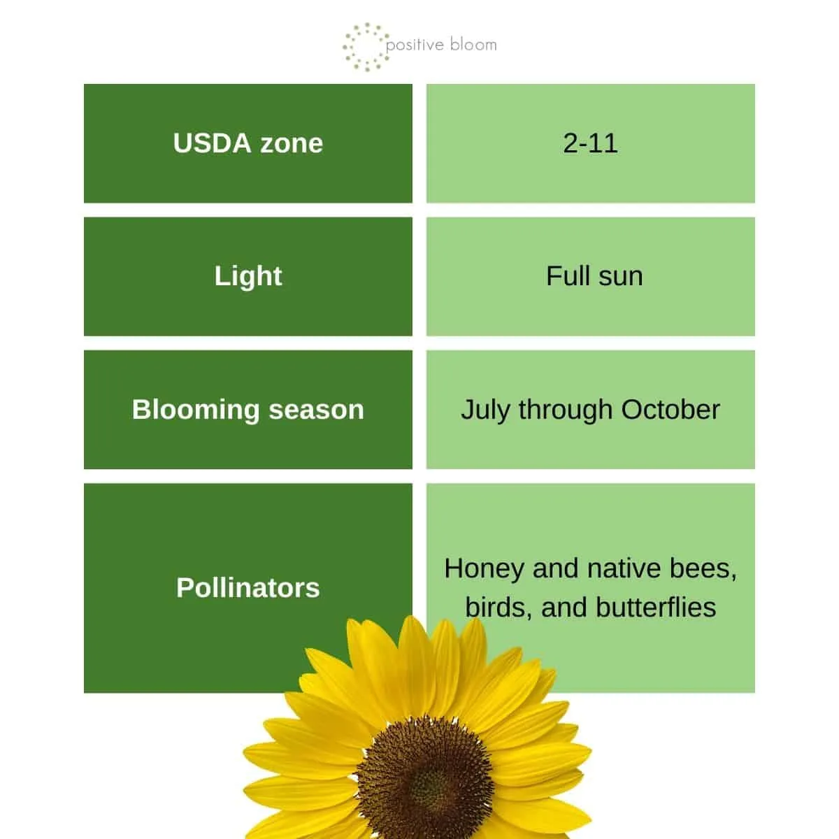 sunflower general info, direct sow flower seed