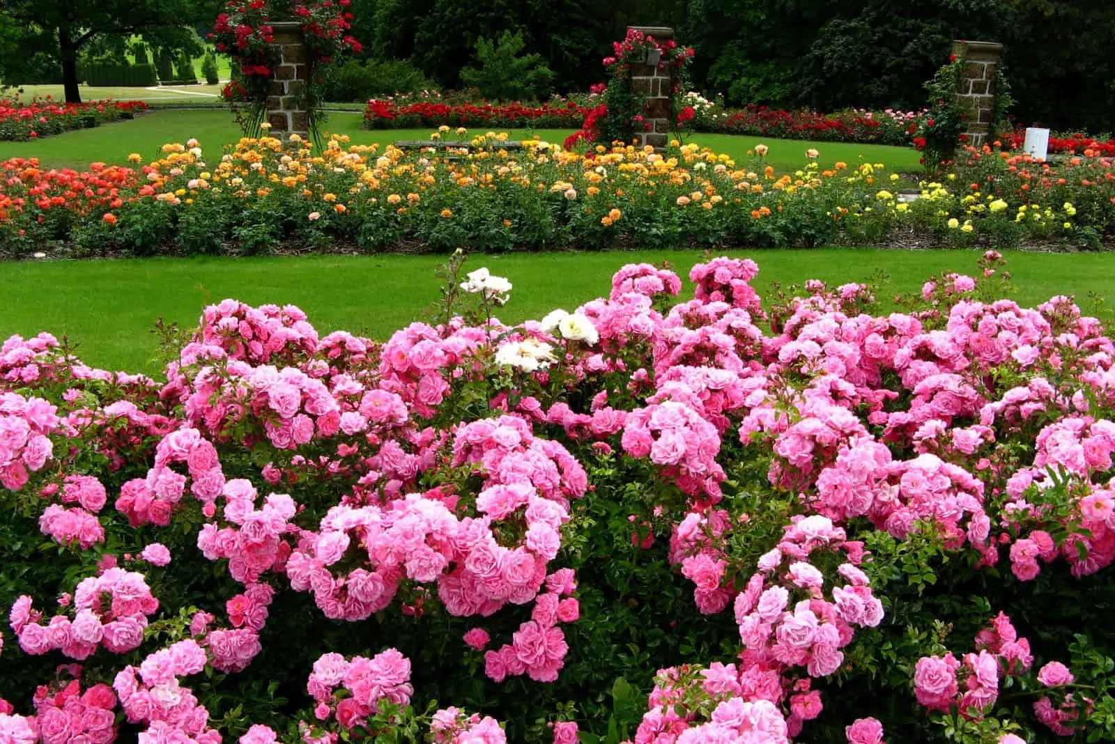 various types of roses in the garden