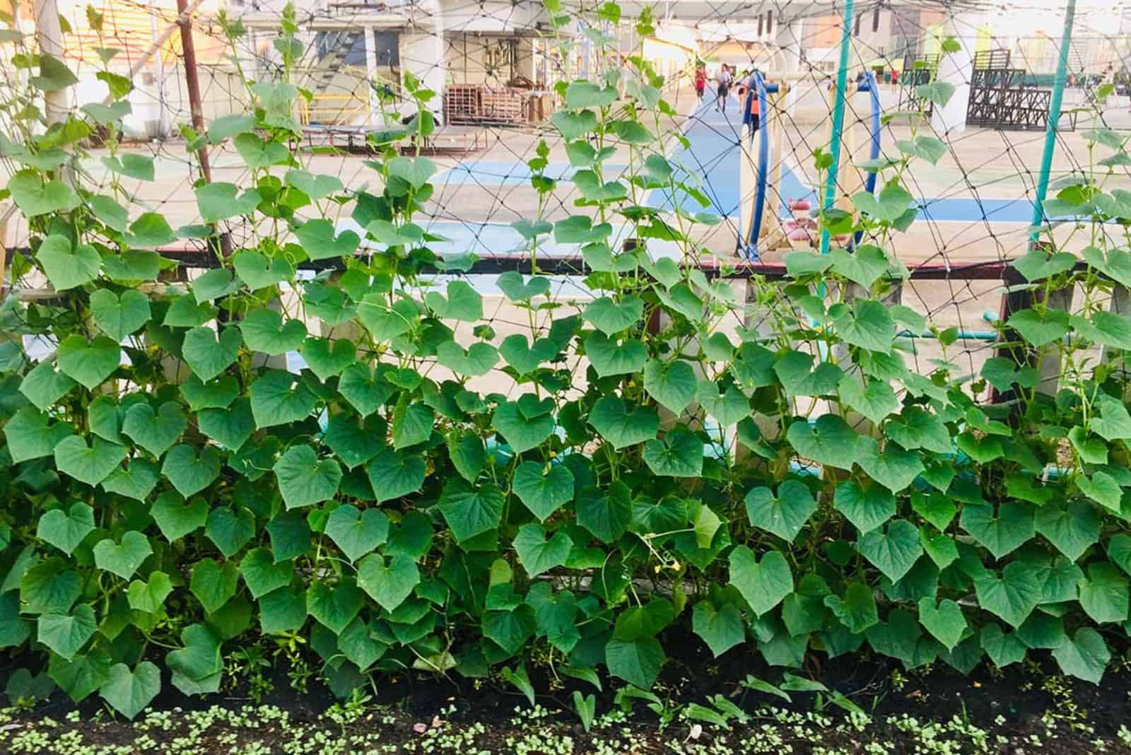 vertical fence for cucumbers