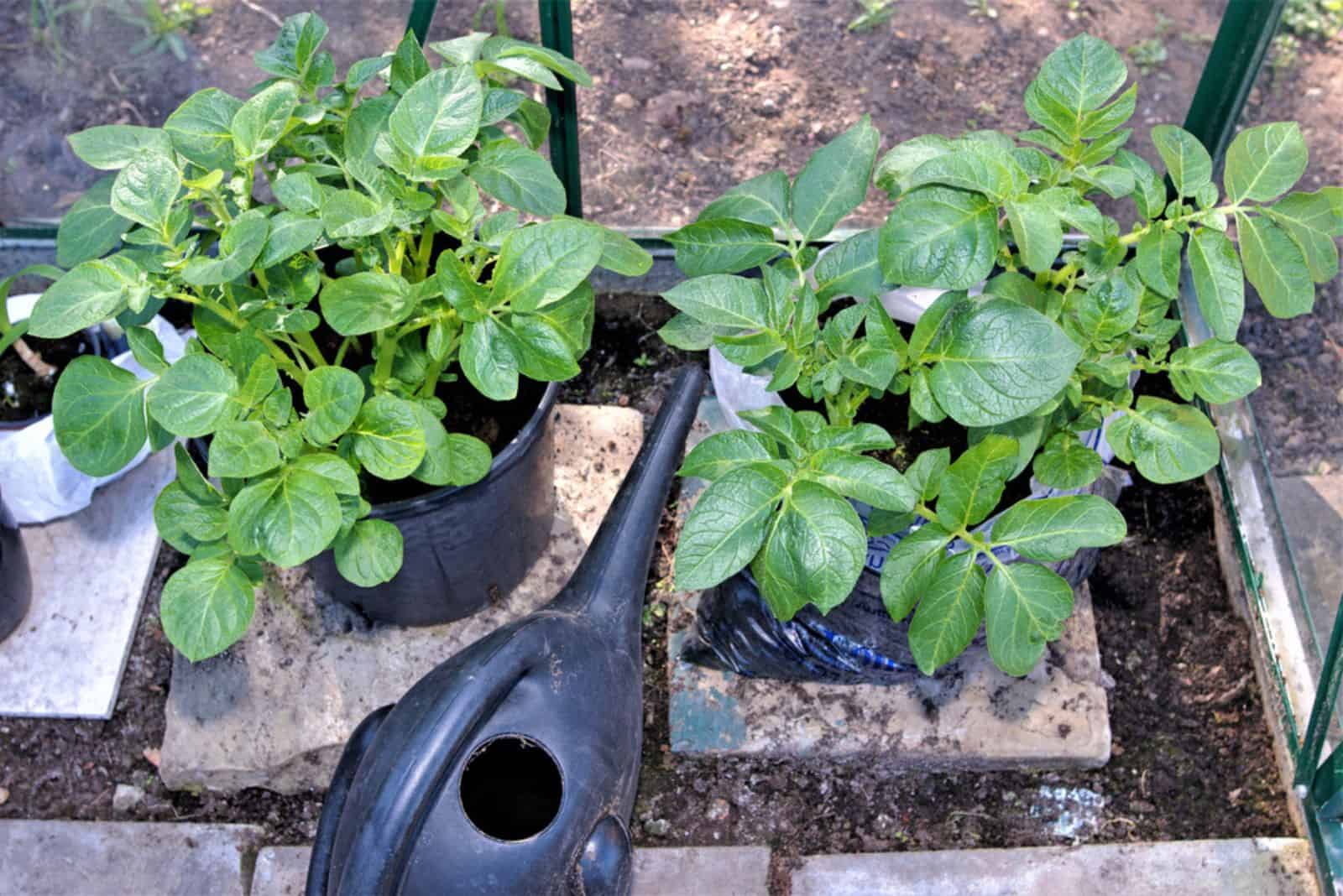 watering can with potato plants in containers