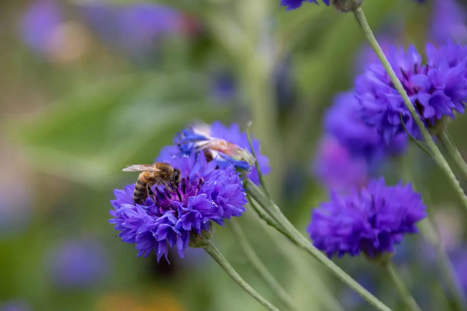 western honeybee collecting pollen from bright blue flower of the cornflower also known as bachelor's button