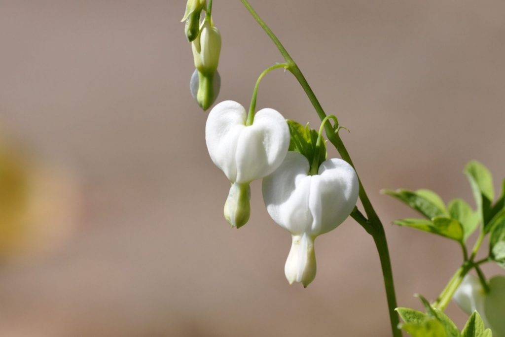 Unlocking The 7 Secrets Of Bleeding Heart Plant Care