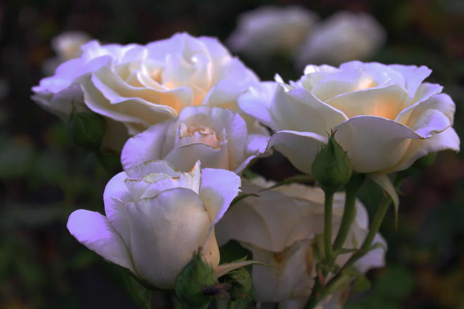 white roses in the garden at night