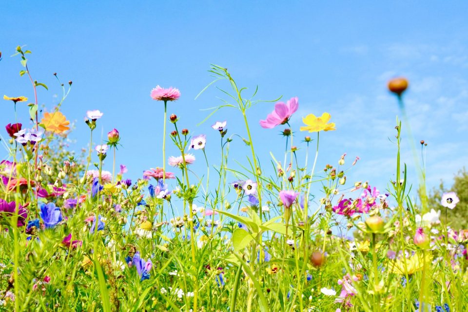 When And How To Plant Wildflower Seeds Make Your Wild Wonderland