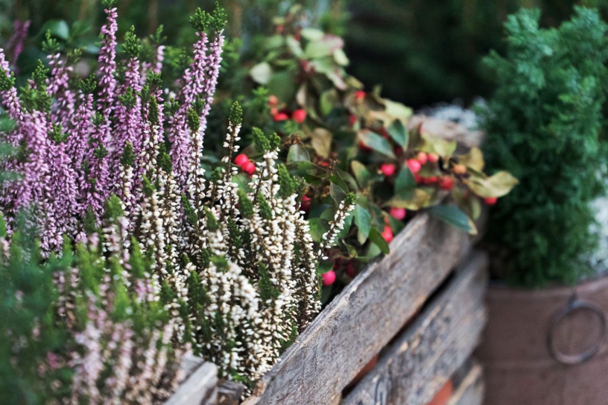 7 Scented Garden Ideas For Creating A Fragrant Oasis