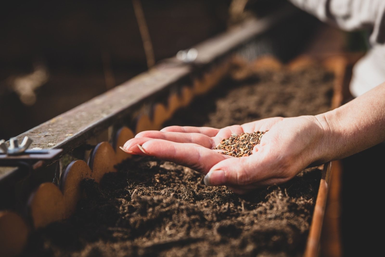 woman holding seeds in hand