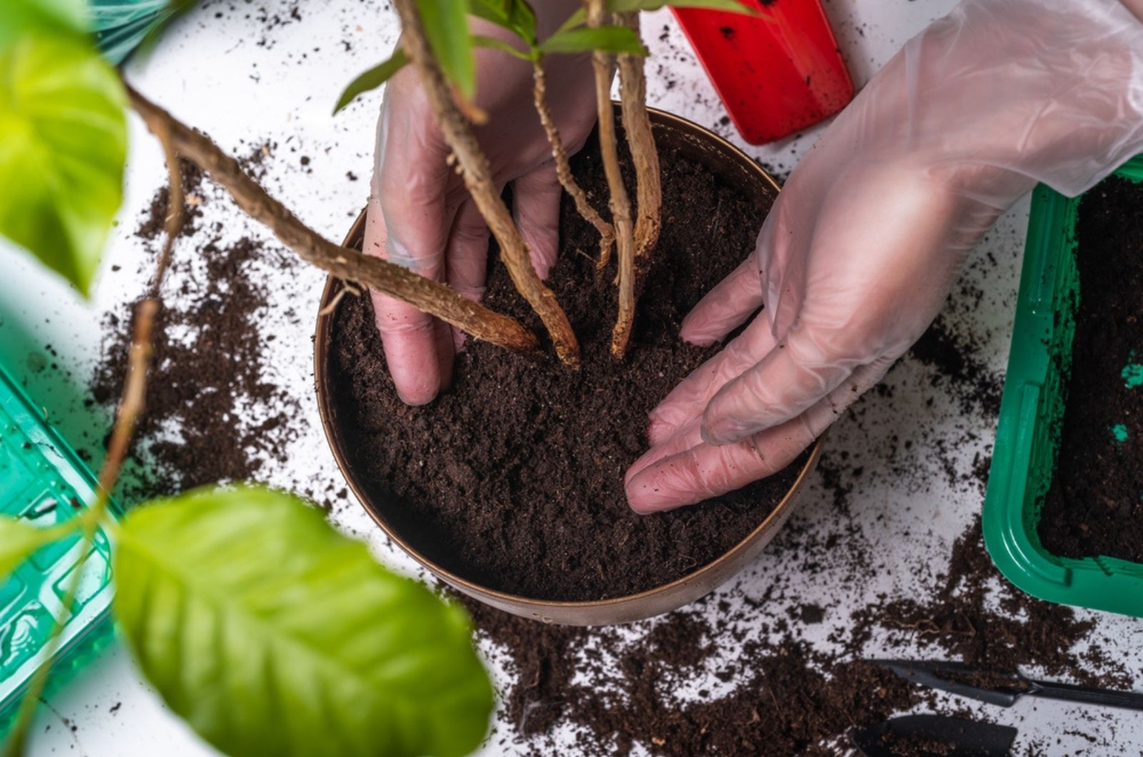 woman putting soil in the plant pot