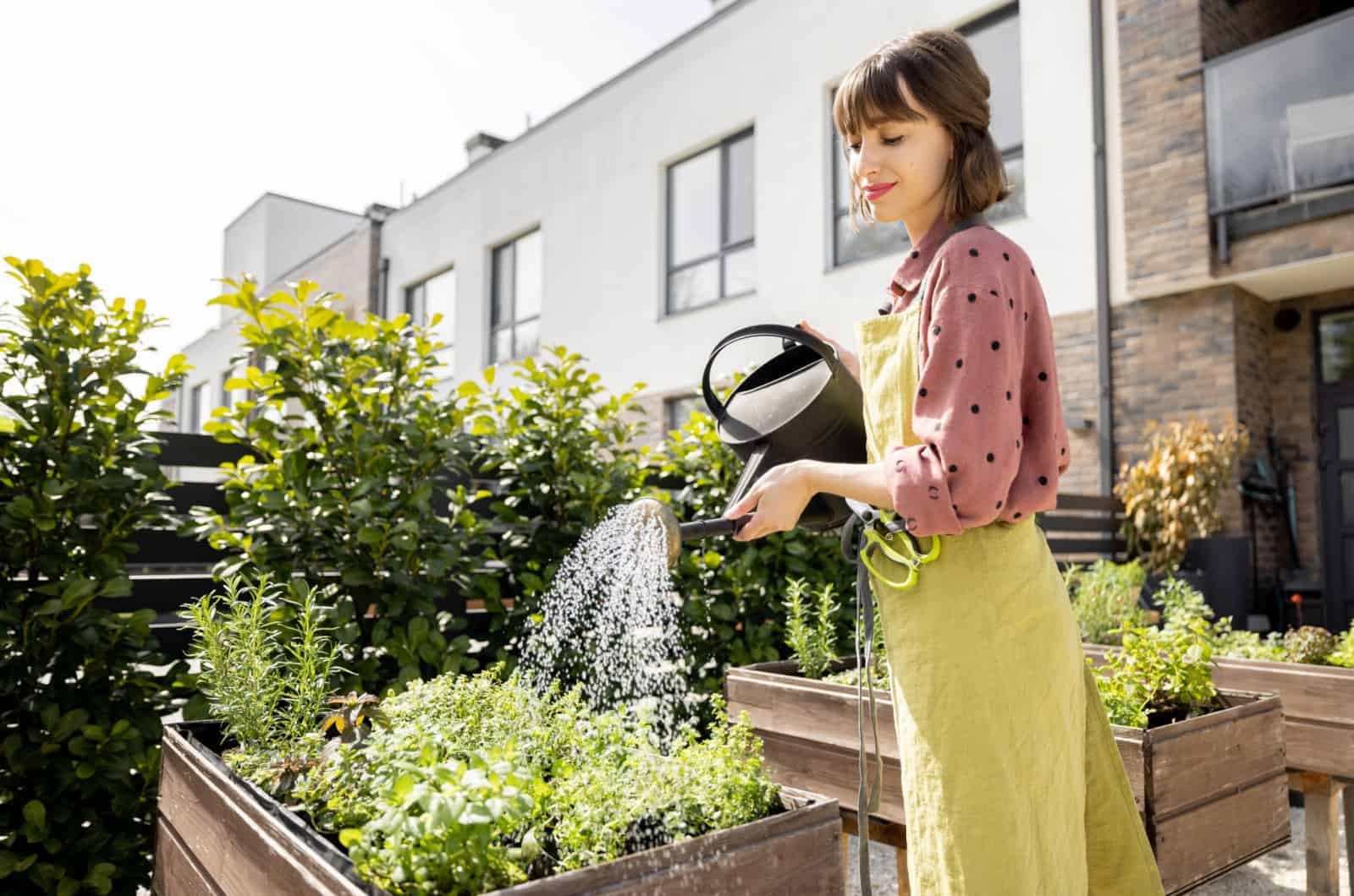 woman watering herbs in garden