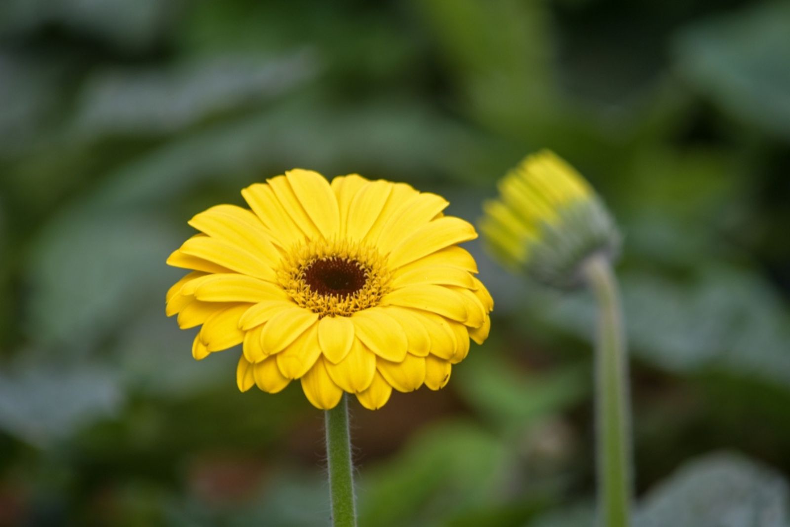 yellow gerbera daisy