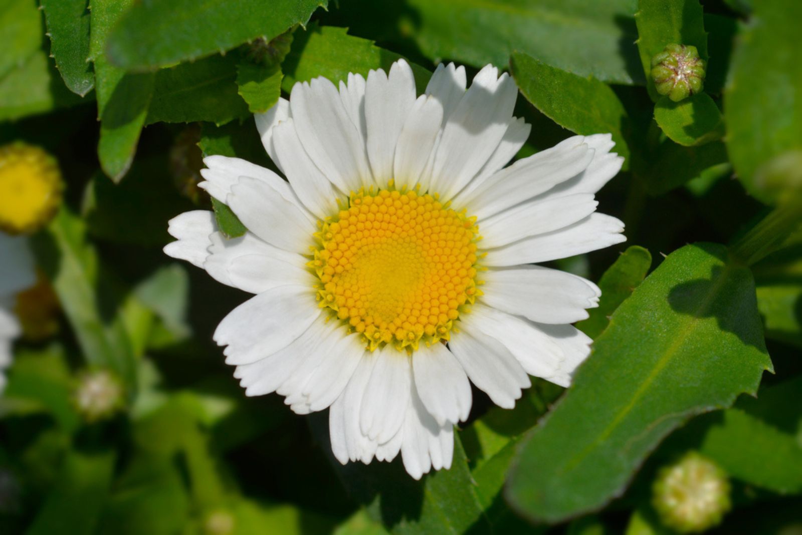 ‘Snow Lady’ Daisy