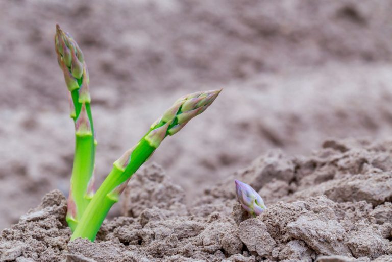 asparagus growing in field