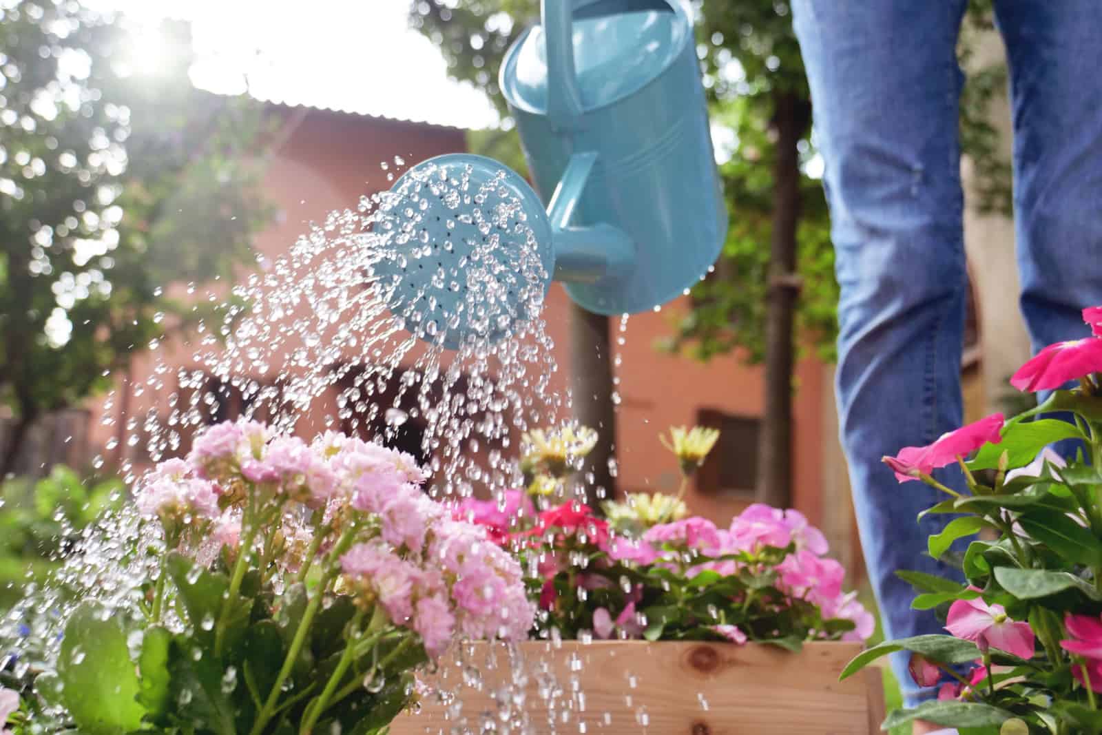 woman in her garden, water with a blue watering can of colored flowers