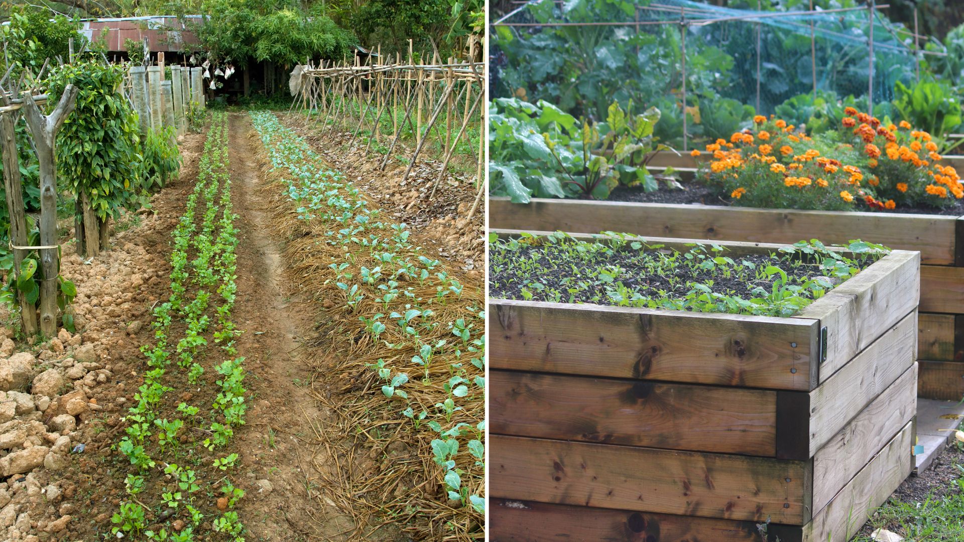 10 Genius Tips For Maintaining A Healthy Garden
