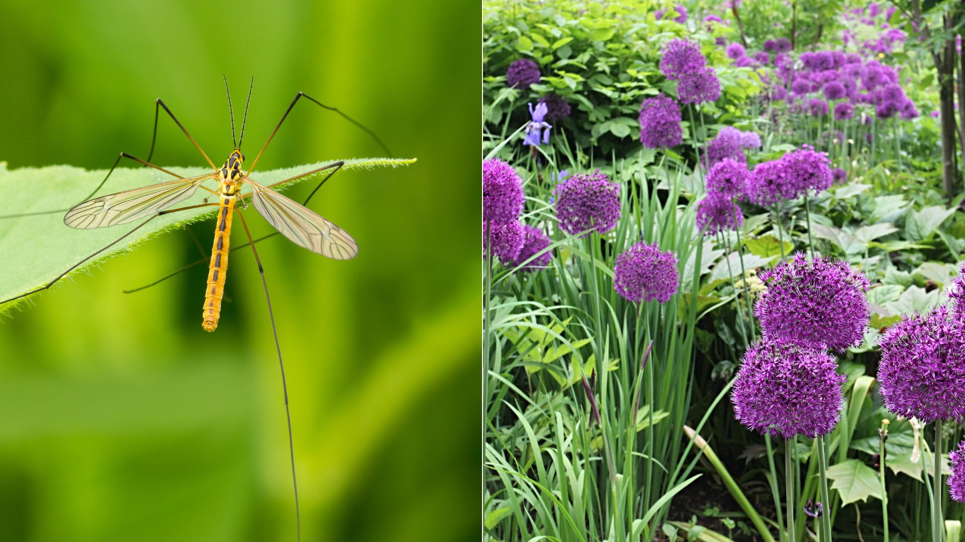 plants that repel mosquitos from the garden