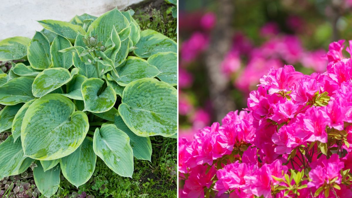 11 Fantastic Companion Plants For Hydrangeas