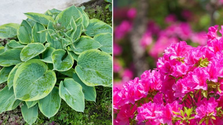 companion plants for hydrangeas