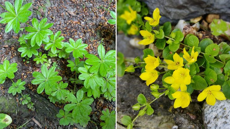 No-Mow Lawn Alternatives