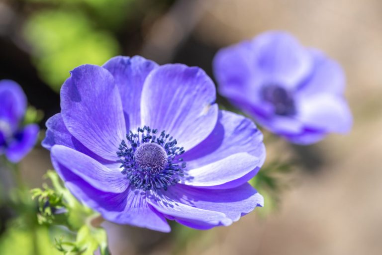 anemone flower