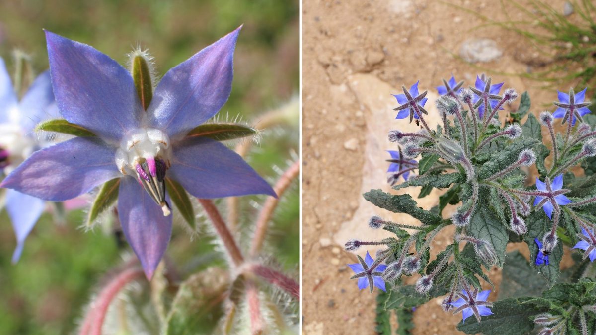 14 Reasons Why Everyone Should Grow Borage