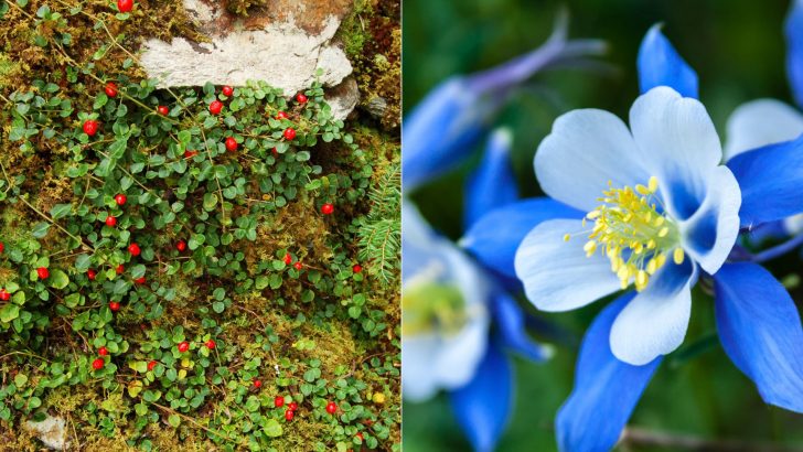 22 Native Plants That Flourish In Shade