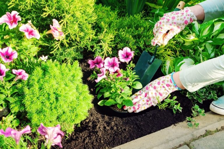 The gardener planting flowers with hand trowel in black soil in a flower bed