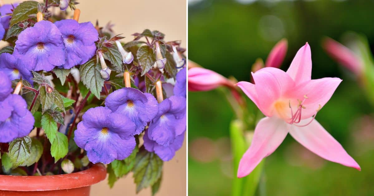 25 Gorgeous Pink Perennial Flowers For Every Season