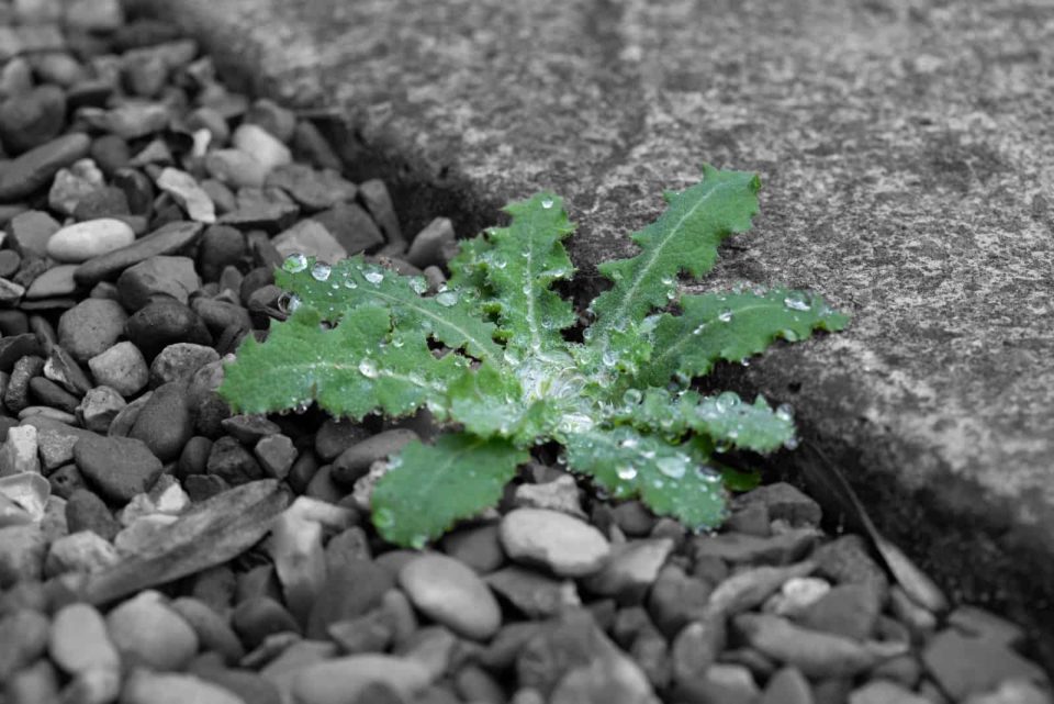 5 Methods For Removing Weeds From Gravel And Preventing Them From