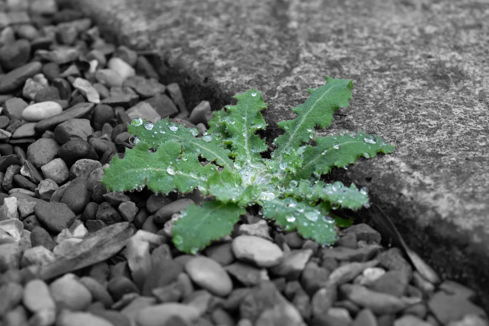 weeds on gravel