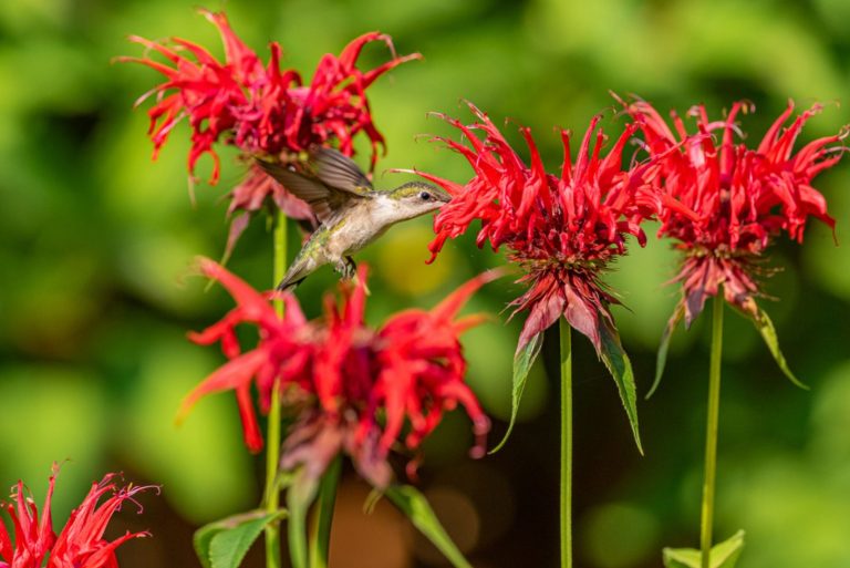 the beautiful flowers of Bee Balm