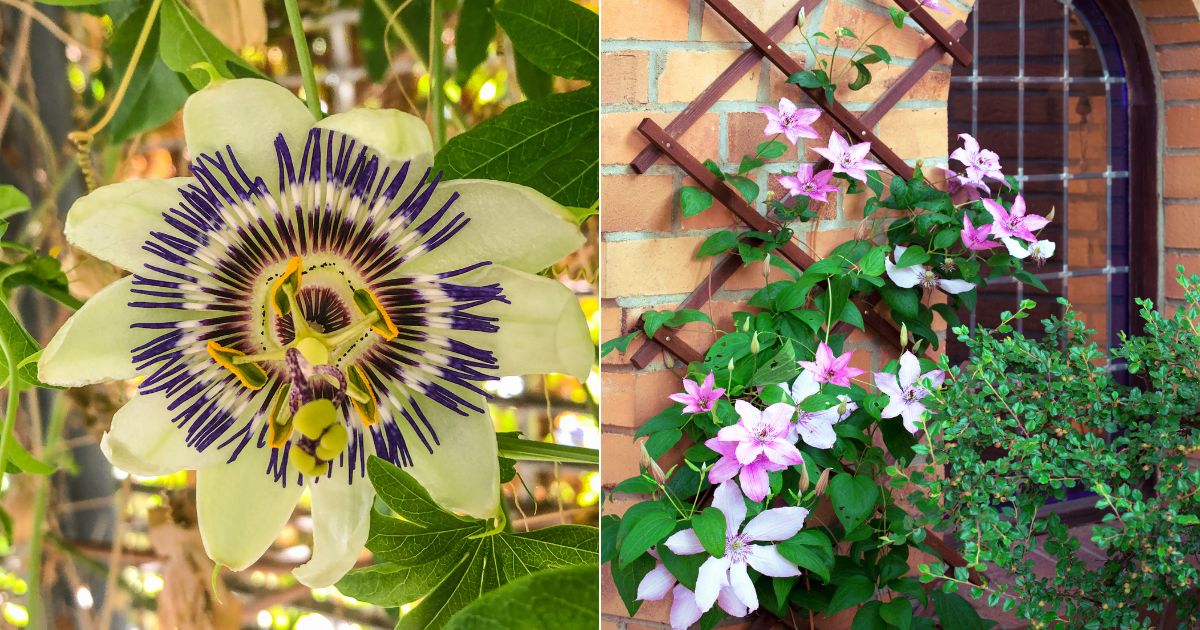 5 Stunning Climbing Plants For Trellises, Arbors, And Archways