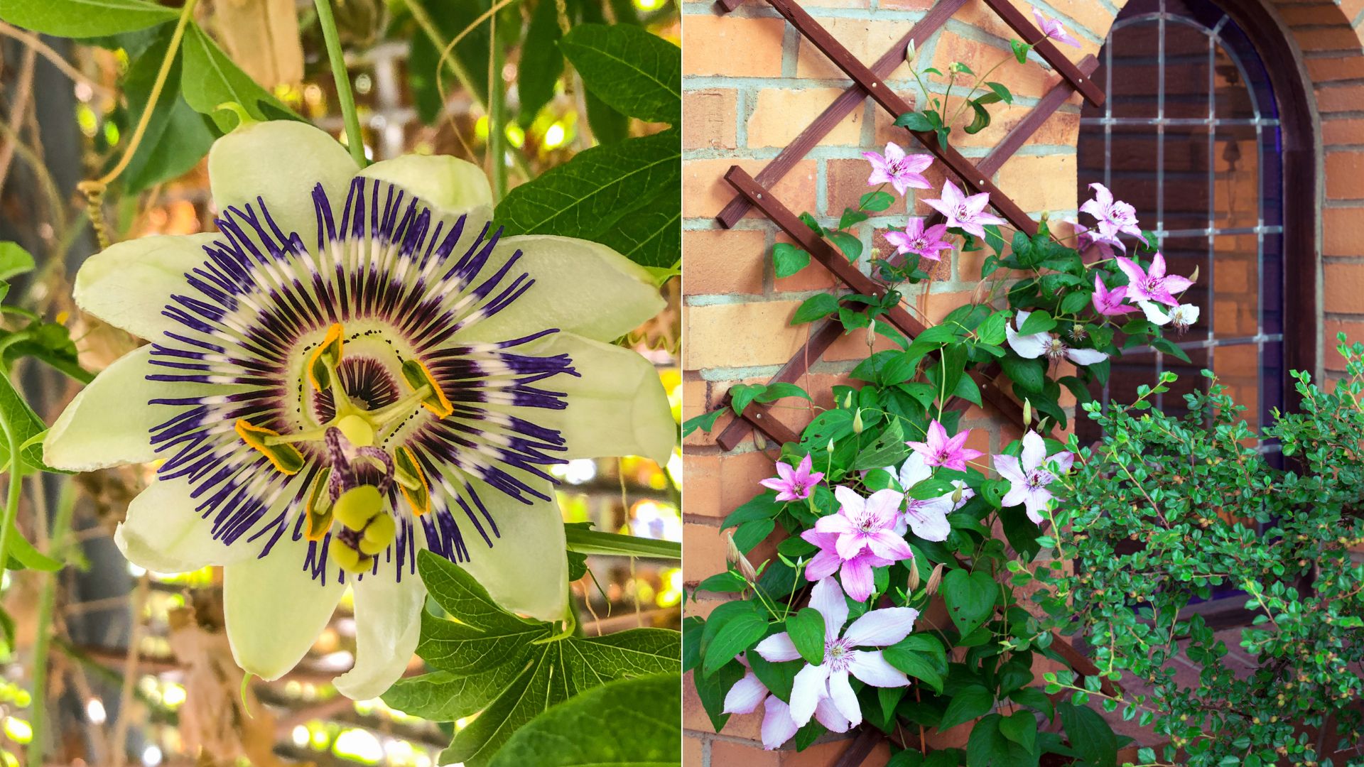 5 Stunning Climbing Plants For Trellises, Arbors, And Archways